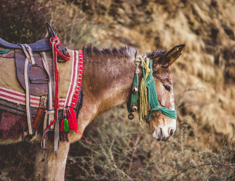 brown, incredibleindia, animal head, animal themes, mammal, no people, saddle, deoria, village, a7iii, donkey, travel, domestic, pets, day, side view, sony