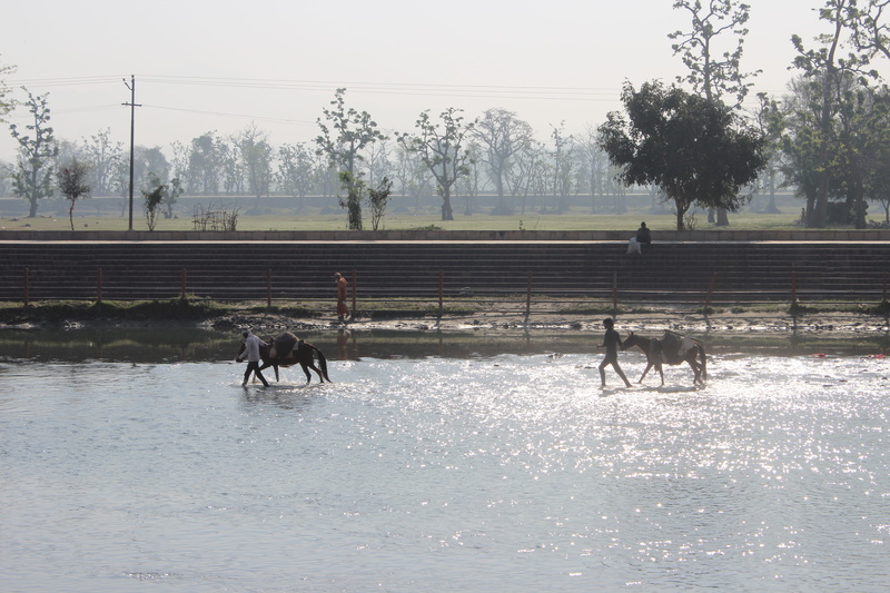 real people, horse, River, water, plant, 5K, Sun Light, mammal, sky, day, animal wildlife, domestic animals, ganga, nature, lake, reflection, Man, land