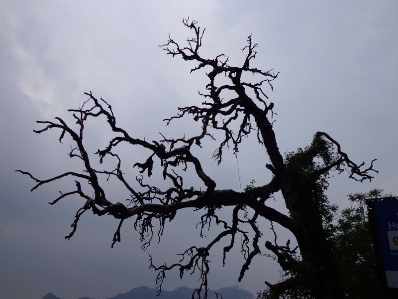 4K, mussoorie, low angle view, silhouette, india, nature, tranquility, cloud - sky, no people, tree, beauty in nature, dusk, animal wildlife, outdoors