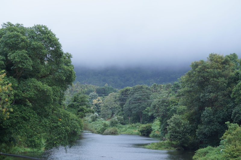 lush foliage, lovenature, rainforest, scenics - nature, the way forward, outdoors, travel, tranquility, photo, forest, clouds, attappadi camp center, agali