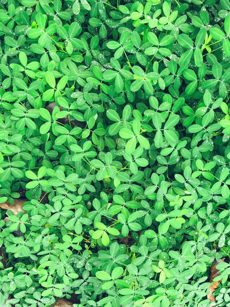 leaves, growth, droplets, water, nature, incredibleindia, botany, no people, red earth kabini, close-up, leaf, mobilephotography, wilderness, foliage, mysore