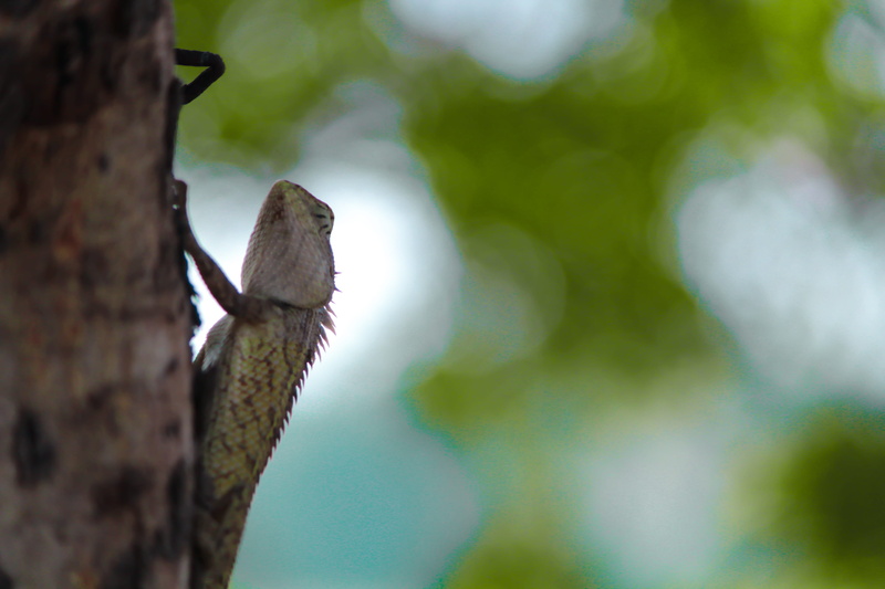 incredibleindia, animals in the wild, khunta amba, invertebrate, close-up, one animal, focus on foreground, lakeside, selective focus, bokeh, low angle view