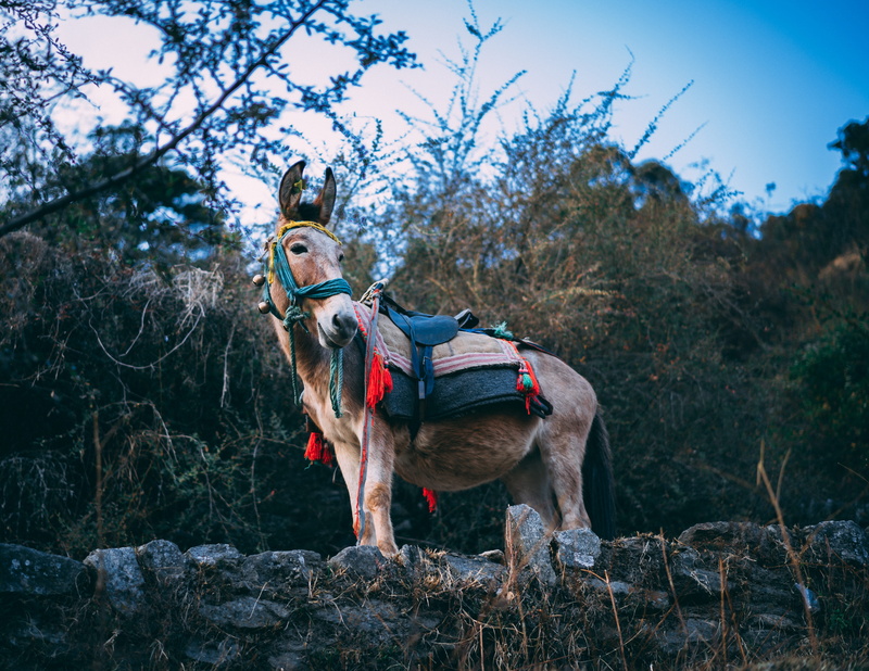 herbivorous, travel, vertebrate, a7iii, outdoors, domestic, trekking, one person, tree, day, domestic animals, livestock, mule, trek, donkey, standing