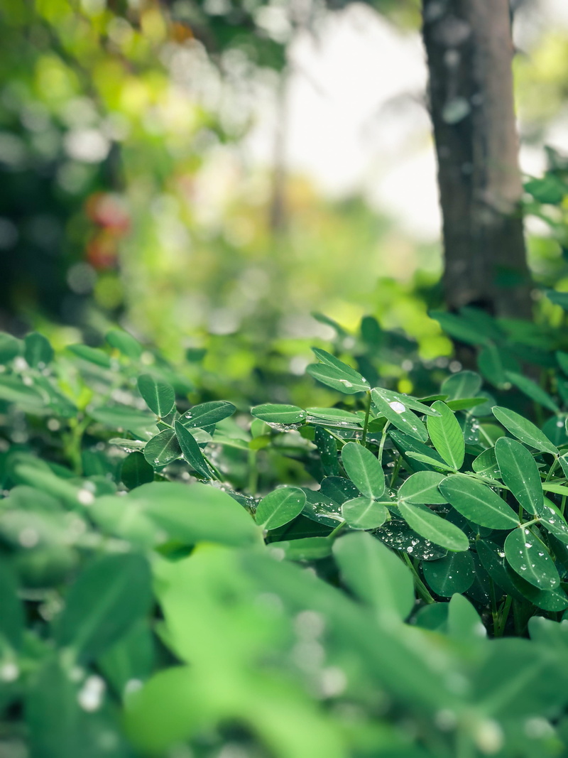day, 4K, focus on foreground, leaf, jungle, incredibleindia, growth, india, no people, greenery, redearth, macro, selective focus, resort, land, kerela