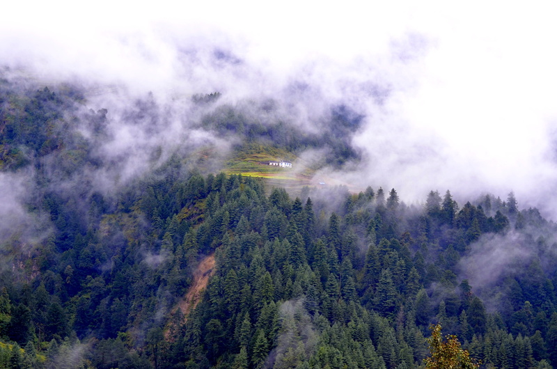 outdoor, evergreen tree, himalaya, tranquil scene, asia, camp, adventure, rock, cloud - sky, pokhara, non-urban scene, mountain, fog, himalayas, snow, tree