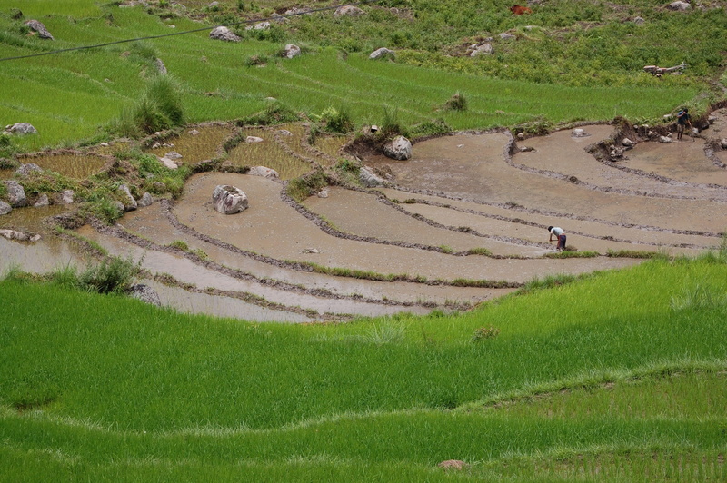 high angle view, 2K, field, plantation, outdoors, scenics - nature, agriculture, nature, rural scene, rice - cereal plant, bhutan, beauty in nature, farm