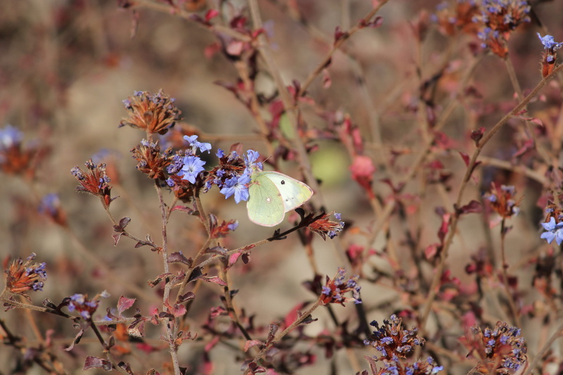 flowers, nature, butterfly - insect, plant, one animal, animal wildlife, butterfly, no people, close-up, 5K, freshness, wild, petal, cherry blossom, insect