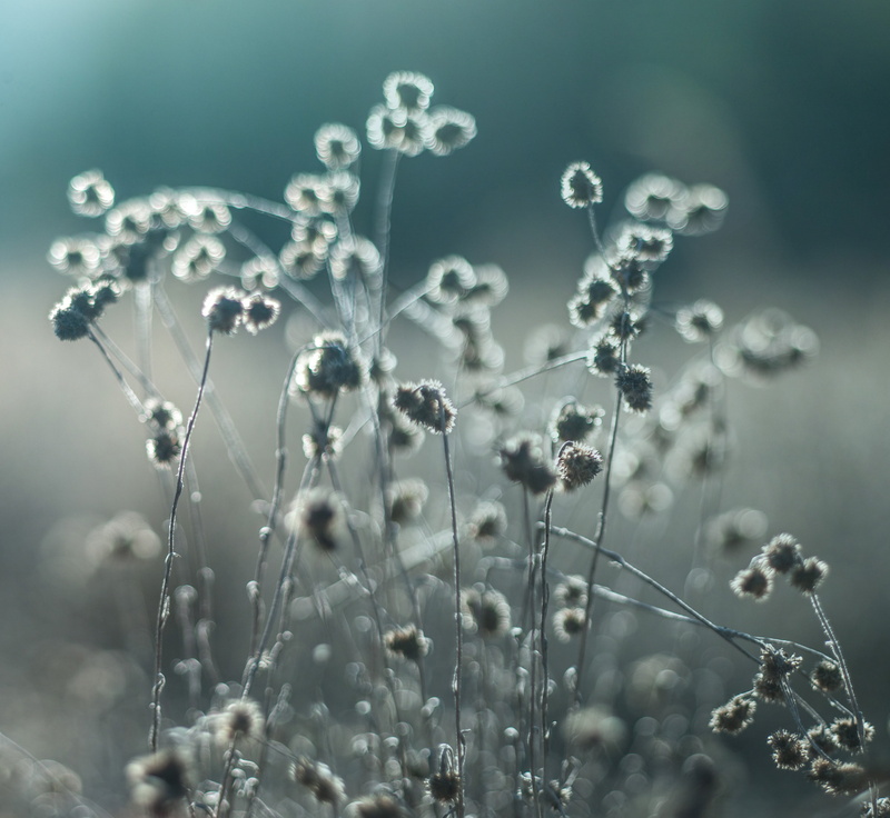 summer, grass, brown, close up, springtime, ZD, Weeds, photo, macro, beauty In Nature, close, II, flower, plant, meadow, 4K, f/1.9, freshness, close-up
