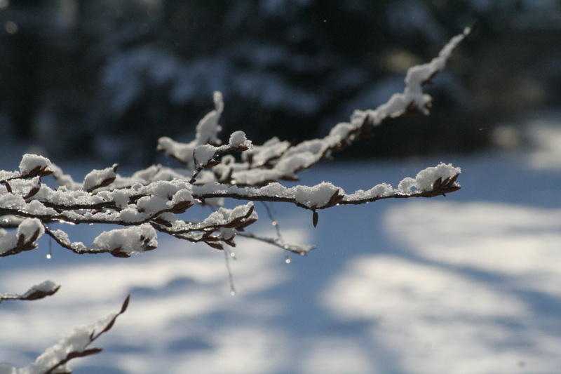 wintry, frost, plant, 2K, cold, frozen, animals in the wild, day, snow magic, aesthetic, branch, snow, nature, bird, hoarfrost, winter magic, landscape