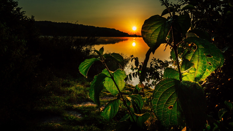 land, mystical, tropical climate, tranquility, sun, tree, atmosphere, tropical rainforest, rainforest, morgenstimmung, 4K, plant, coconut palm tree, outdoors