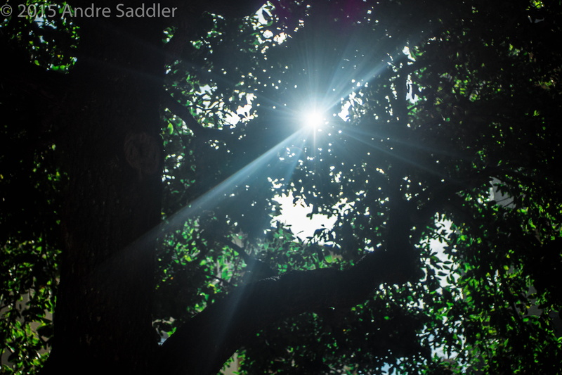 growth, sky, day, tranquility, sunlight, bright, tree canopy, sun, low angle view, land, outdoors, tree, plant, 5K, solar flare, forest, lightroom, silhouette