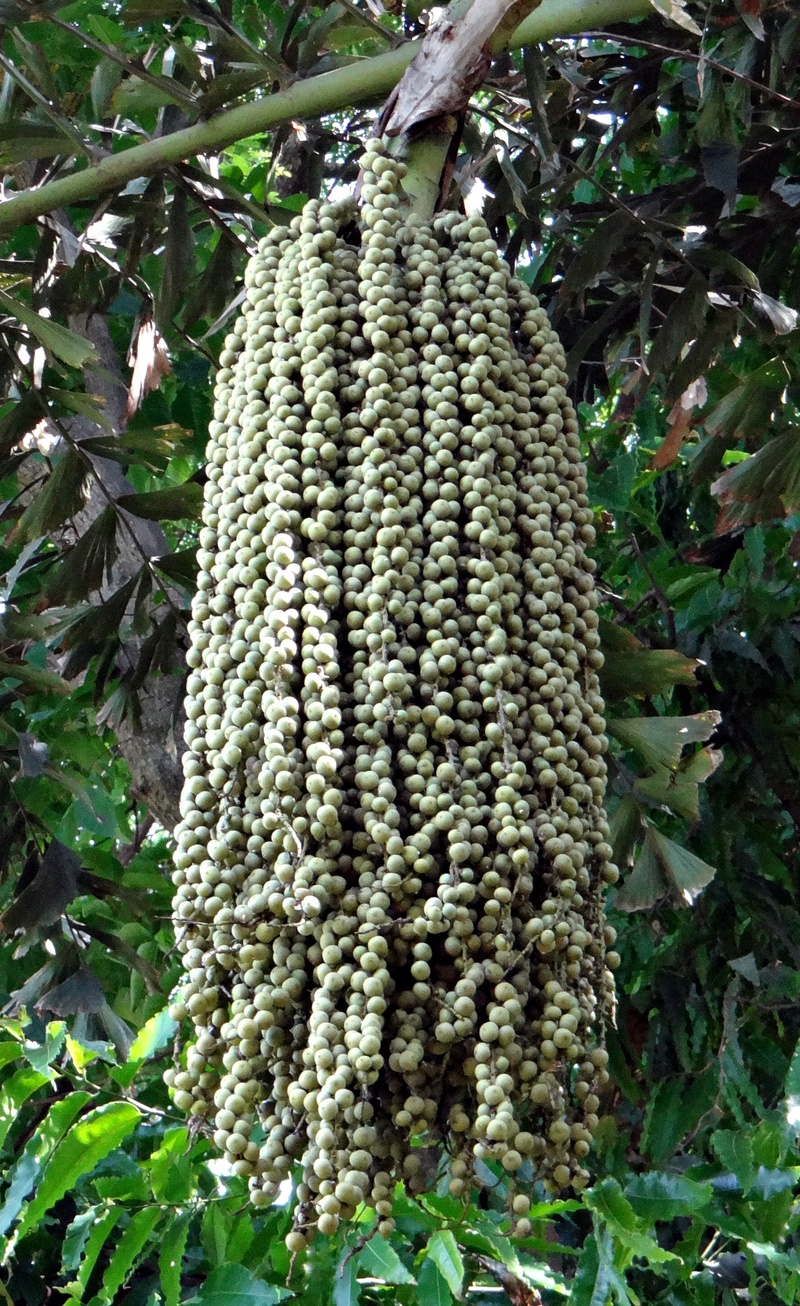 2K, growth, plant part, food, day, arecaceae, green color, tree, wellbeing, no people, ripe, freshness, jaggery palm, caryota urens, fruit, healthy eating