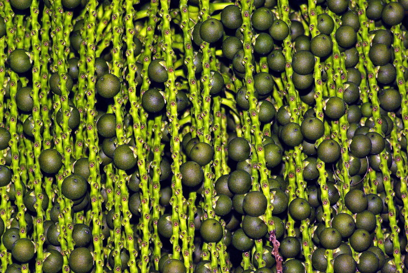 nature, organic, gardens, agriculture, madison, caryota, horticulture, day, indoors, abundance, olbrich, wine palm, green color, fruit, backgrounds, large group of objects