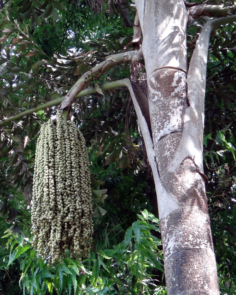 growth, fishtail palm, nuts, forest, plant part, plant, trunk, low angle view, wine palm, tree trunk, outdoors, no people, day, branch, close-up, textured