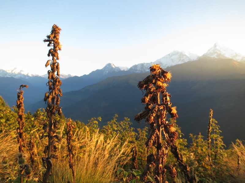 annapurna, no people, mountain, remote, poon hill, 4K, idyllic, land, mountain peak, sunrise, mountains, plant, hills, day, tranquil scene, environment