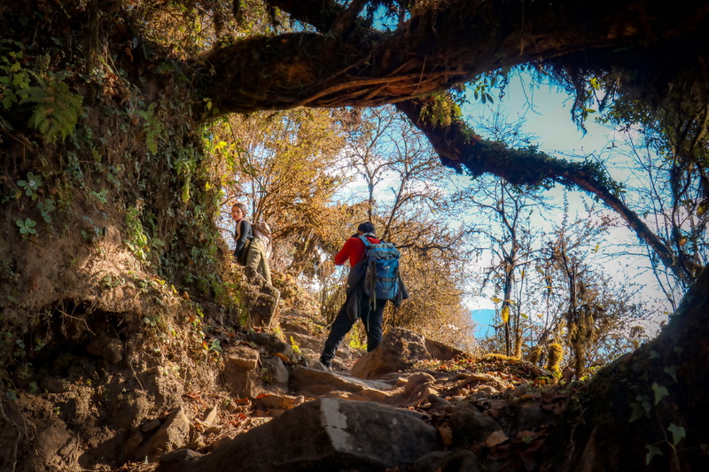 tree, hiking, backpack, land, forest, real people, nepal, day, daytime, activity, nature, leisure activity, exploration, adventure, men, one person, plant