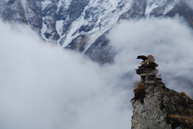 one animal, no people, cloud - sky, bird, animal, mountain, vertebrate, animal themes, cairn, nepal, 4K, outdoors, fog, cold temperature, annapurna, beauty in nature