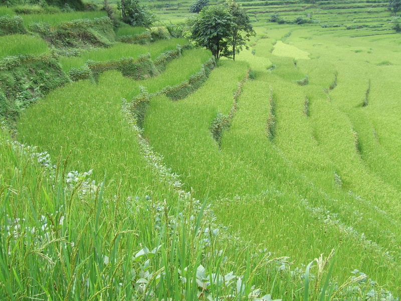 green, environment, nature, green color, tranquility, tranquil scene, landscape, land, high angle view, trekking, plantation, grass, no people, agriculture