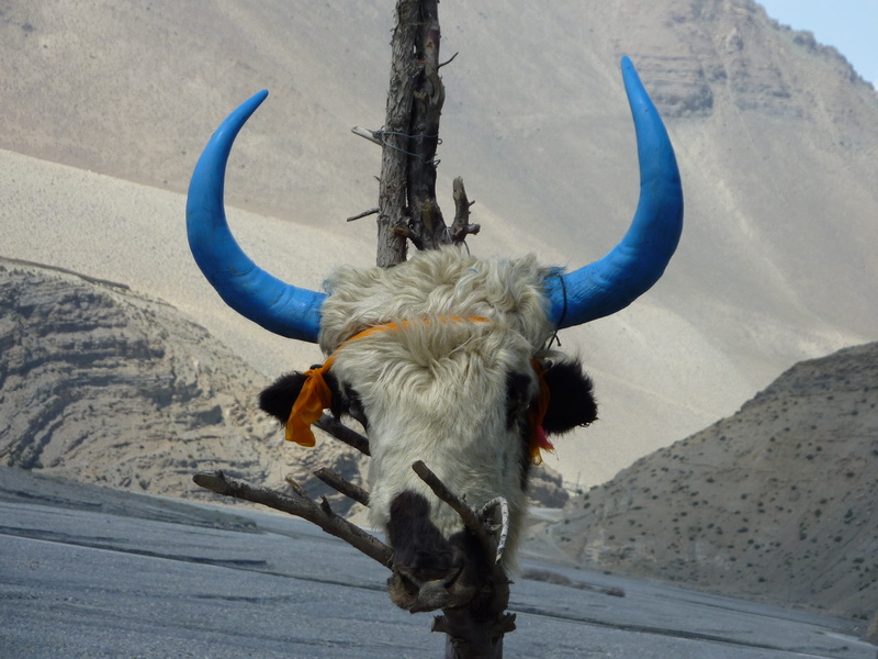 Bull, Skull, hanging, horned, land, Nepal, animal wildlife, vertebrate, 2K, animal themes, portrait, animal body part, domestic, mammal, livestock, outdoors