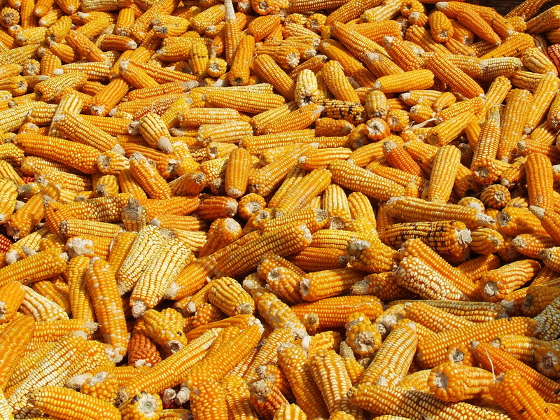 nepal, freshness, yellow, full frame, annapurna, corn, abundance, food, wellbeing, high angle view, backgrounds, corns, photography, pasta, brown, drying
