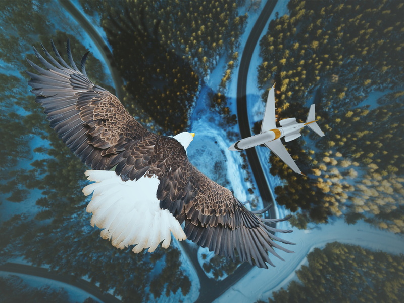 animal themes, wing, 4K, wildlife, summer, joy, two animals, white, no people, travel, tourism, marine, aerial, fly, forest, animal wildlife, river, vacation