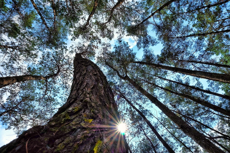 plant, light, ha giang vietnam, travel, tree canopy, lanscapes, nature, trunk, happines, day, tree, beauty in nature, low angle view, fujifilm, photography