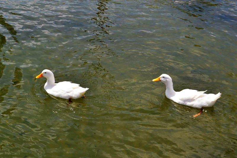 explore, waterfront, adventure, vertebrate, love, swan, discovery, animal themes, 4, animal family, ducks, animals, outdoors, pleasant, peace, river, educational