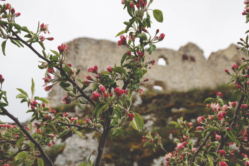 italy, fragility, freshness, flowering plant, growth, flowers, ruin, no people, plant, sky, red, 5K, flower, grey, outdoors, ripe, mountain, beauty in nature