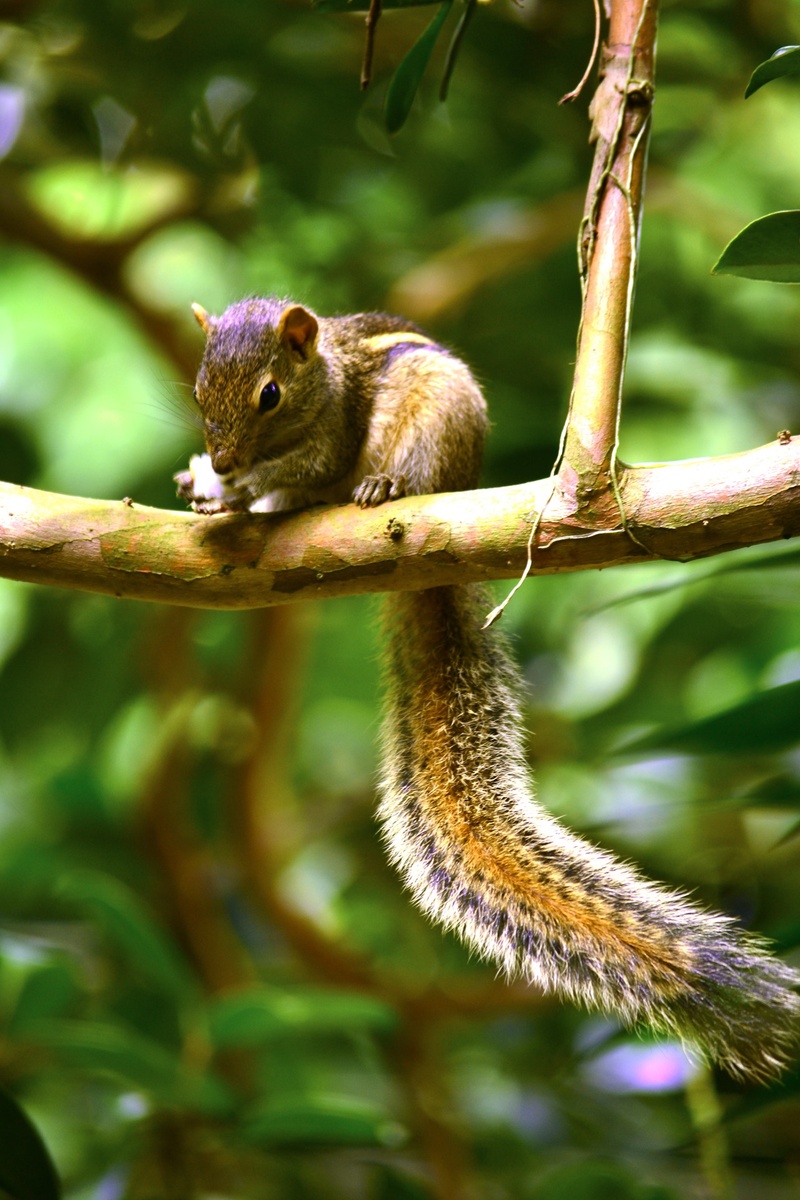animals in the wild, mammal, 1080P, wildlife, animal wildlife, forest, one animal, monkey, vertebrate, animal, focus on foreground, plant, ceylon, branch