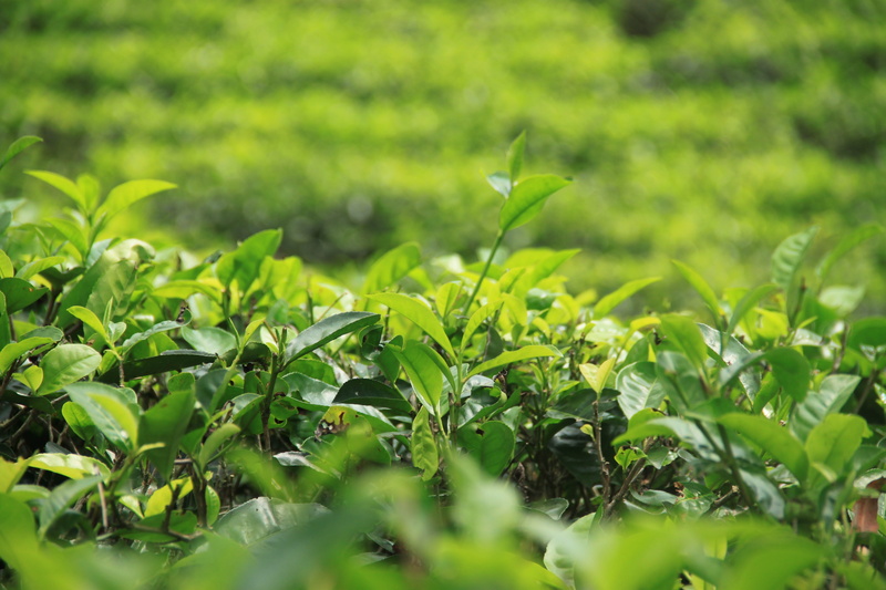 the picturesque, travel, asia, landscape, mountains, nature, food, sri lanka, animal wildlife, one animal, tea, animals in the wild, peaceful, leaf, beauty in nature