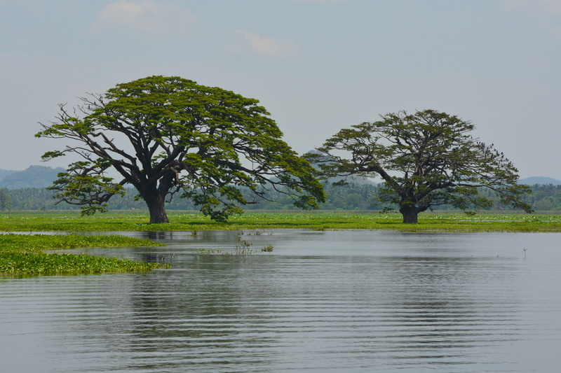 land, grass, outdoors, growth, trees, beauty in nature, sky, green color, environment, nature, 4K, water, tranquil scene, no people, travel, sri lanka