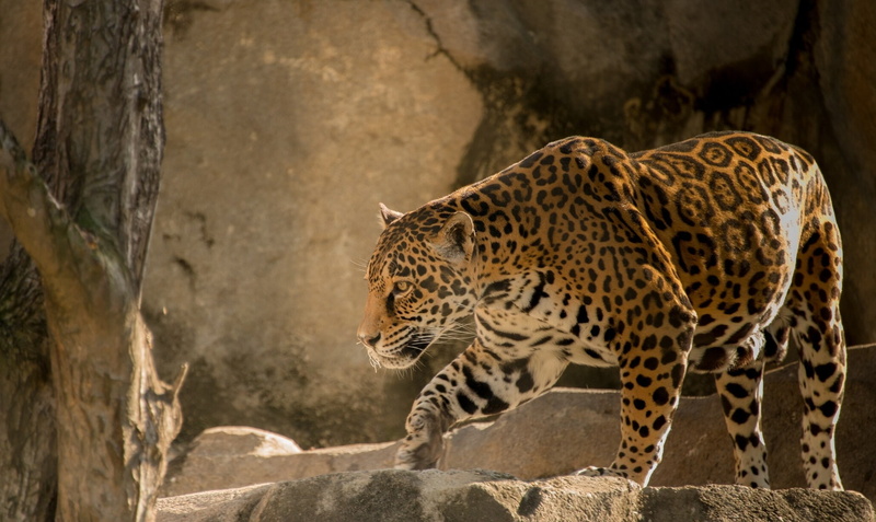 Cat, cheetah, 1080P, predator, animal, jaguar