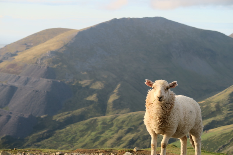 mammal, trails, hiking, domestic animals, no people, pets, animal, snowdon, sunset, blaenau ffestiniog, mountain range, domestic, day, mountain, snowdonia national park
