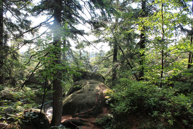 outdoors, rainforest, 4K, day, growth, tree, kudowa zdrój, woodland, low angle view, tranquility, land, erratic rocks, foliage, nature, non-urban scene
