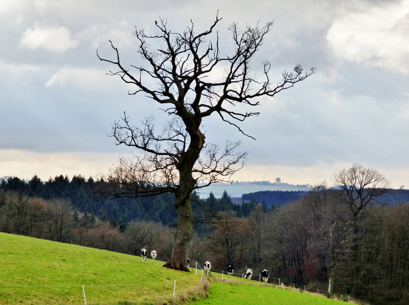 landscape, non-urban scene, scenics - nature, tranquility, tree, environment, erratic, outdoors, 4K, field, tranquil scene, grass, no people, day, cloud - sky
