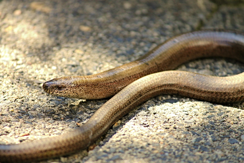 outdoors, one animal, nature, sign, non toxic, close-up, slow worm, animals in the wild, lizard, similar to a snake, brown, poisonous, 4K, soil, nature conservation