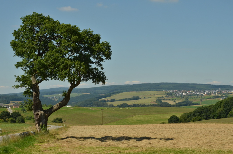 agriculture, land, tranquility, day, rolling landscape, growth, tranquil scene, tree, nature, outdoors, beauty in nature, sky, no people, idyllic, environment