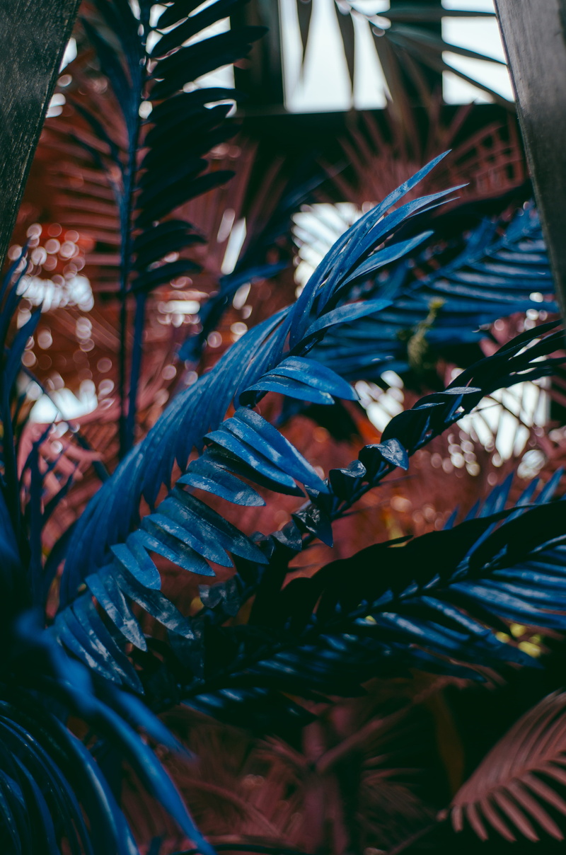 pattern, outdoors, dx, christmas, decoration, growth, plant, day, leaves, garden, colour, color, pink, nature, indoors, tokina, tree, beauty in nature