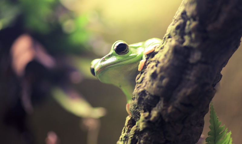 tropical Rainforest, close-up, close up photography, Frosch, amphibian, forest, macro, green Color, green frog, Gliding  Tree  Frog, nature, 5K, brown