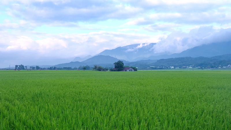 in wheat field, land, brown avenue, agriculture, nature, tranquility, outdoors, taitung, rural scene, crop, beauty in nature, plantation, cloud - sky, sky