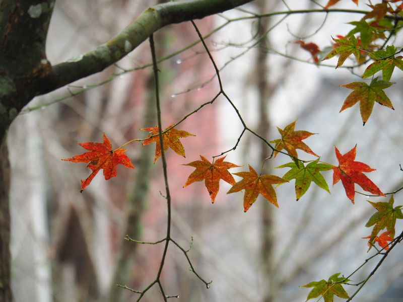 plant part, autumn, no people, 4K, growth, close-up, tree, taimali, day, outdoors, leaf, natural condition, change, maple leaf, branch, focus on foreground