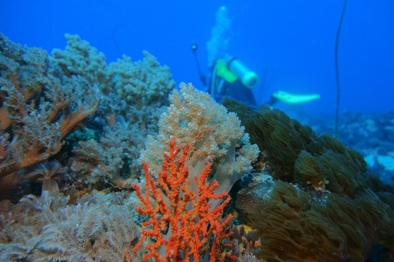 blue, animal wildlife, invertebrate, reef, coral, sea, animals in the wild, animal themes, ecosystem, taiwan, water, underwater, nature, adventure, sea life