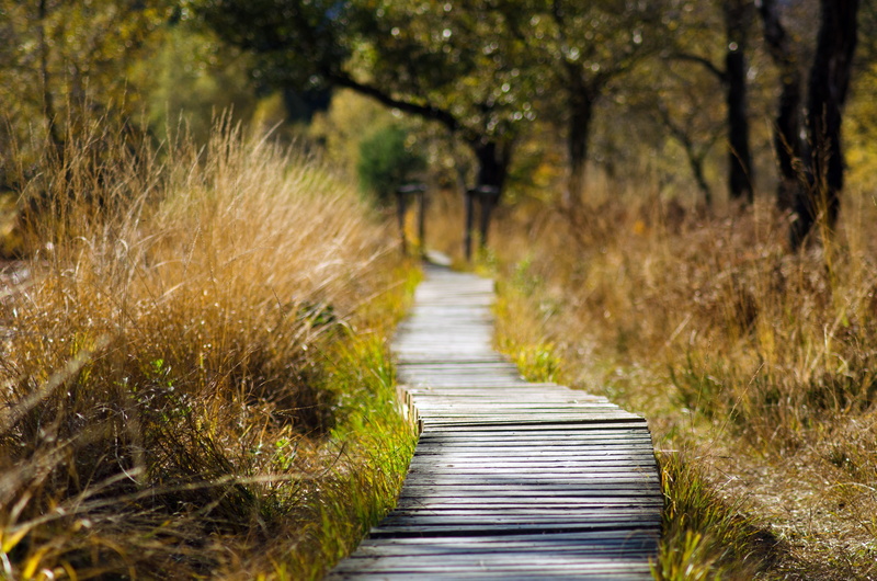 landscape, forest path, way out, 4K, wood planks, tranquility, wooden bridge, path, wooden track, transition, direction, plank road, walk, web, footpath