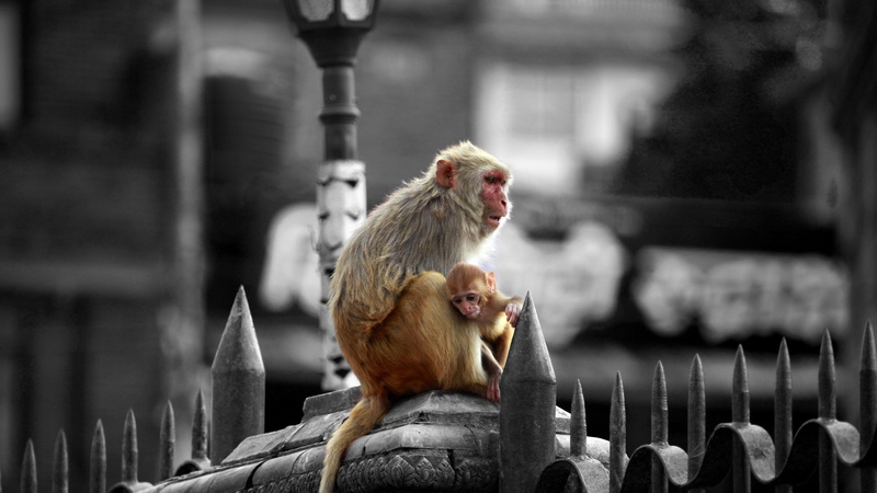 built structure, vertebrate, animal wildlife, no people, architecture, mammal, primate, animals, day, nepal, religion, group of animals, place of worship