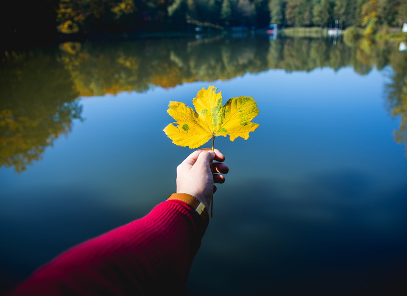 water, kayak, real people, poland, canal, human body part, 5K, close-up, wodzislaw slaski, day, flower, finger, cosmos, one person, maple leaf, watercraft