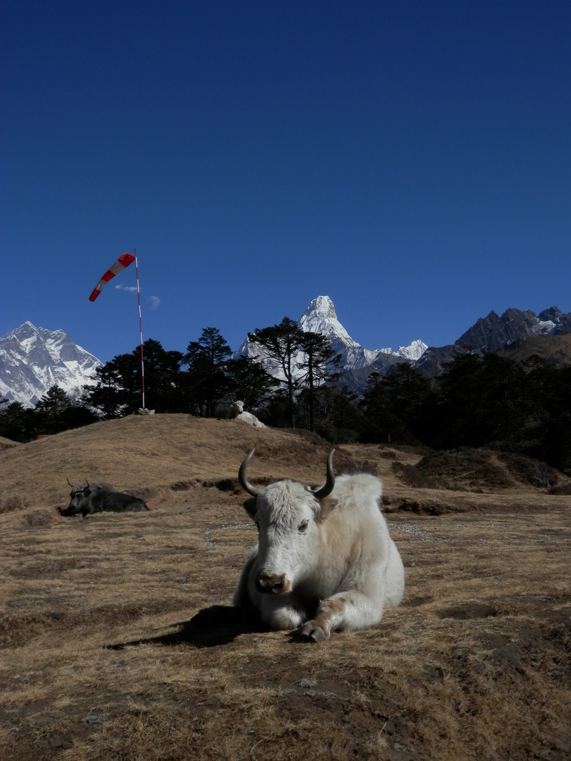 clear sky, mountain, livestock, environment, nature, mountain range, vertebrate, domestic, blue, landscape, nepal, lhotse, animal, scenics - nature, domestic animals