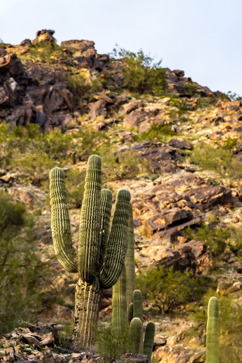 day, cactus, lizard, growth, beauty in nature, desert, mesa, no people, scenics - nature, soil, 5K, climate, 6821 n lost dutchman rd, green, tranquility