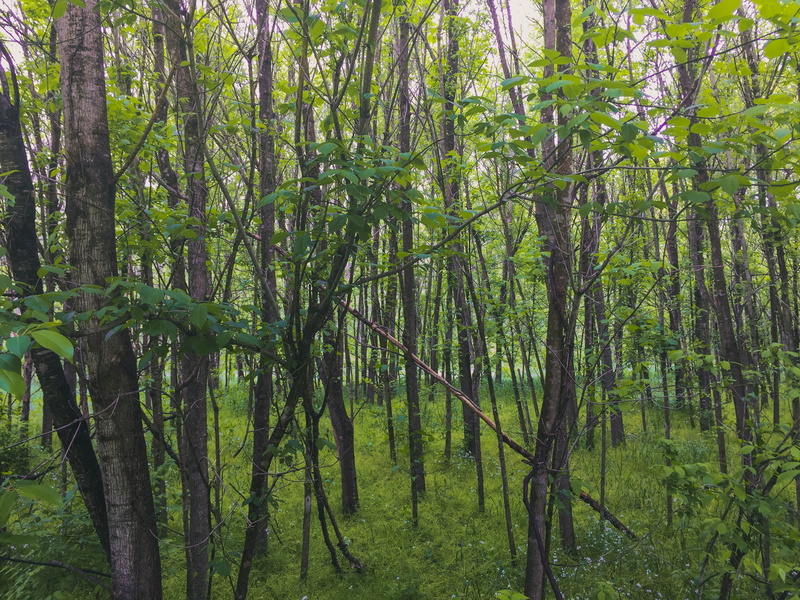 forest, woodland, beauty in nature, land, non-urban scene, scenics - nature, bamboo - plant, united states, growth, lush foliage, green color, no people