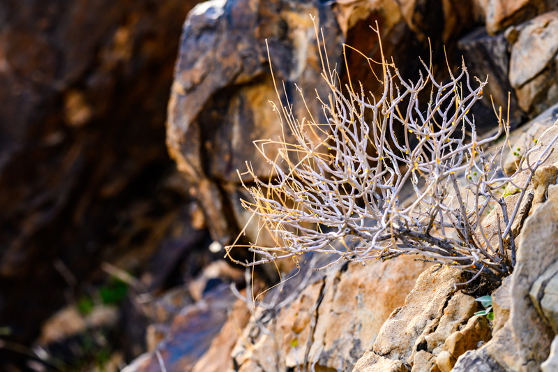 mineral, animal, plant part, focus on foreground, close-up, fungus, tree trunk, wildlife, snow, ice, nature, rust, land, vegetable, day, dead plant, beauty in nature