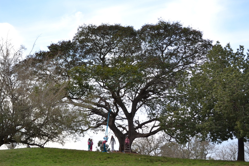 adult, outdoors, sky, group of people, 2K, concordia, day, tree, kids, big tree, real people, playing, argentina, lifestyles, nature, women, land, beauty in nature